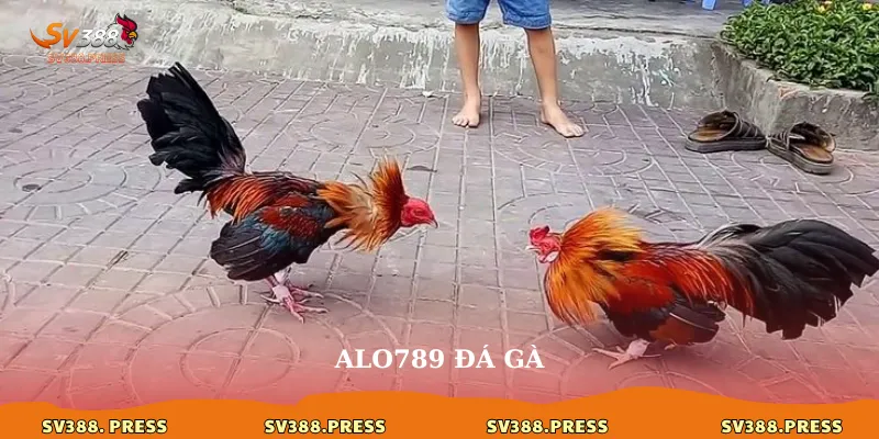 Alo789 đá gà