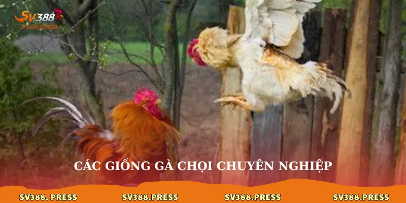 Gà Đà Lạt: Nét độc đáo trong thế giới kê cảnh và đá gà 4 Các giống gà chọi chuyên nghiệp
