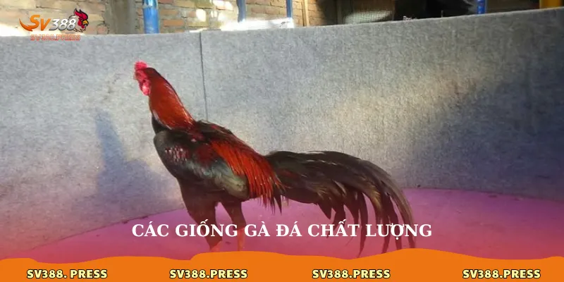 Gà Đà Nẵng sv388: Kết nối niềm đam mê đá gà 3 Các giống gà đá chất lượng