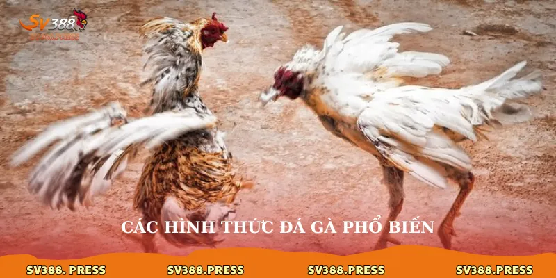 Đá Gà C3: Khám Phá Thể Loại Đá Gà Mới Mẻ và Đầy Hấp Dẫn 3 Các hình thức đá gà phổ biến