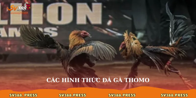 Đá gà trực tiếp thomo 24/7: Thỏa mãn đam mê không giới hạn 3 Các hình thức đá gà thomo