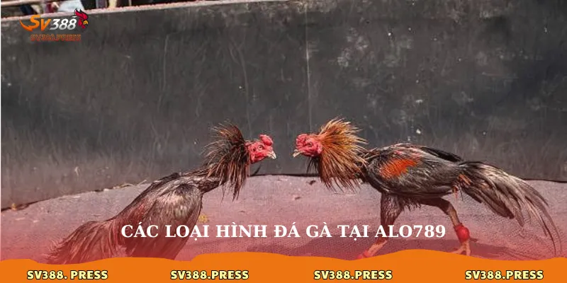Alo789 đá gà: Trải nghiệm đỉnh cao của đam mê 3 Các loại hình đá gà tại alo789