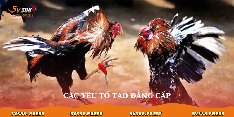 Đá Gà sv388 gold: Trải Nghiệm Cá Cược Đẳng Cấp 3 Các yếu tố tạo đẳng cấp