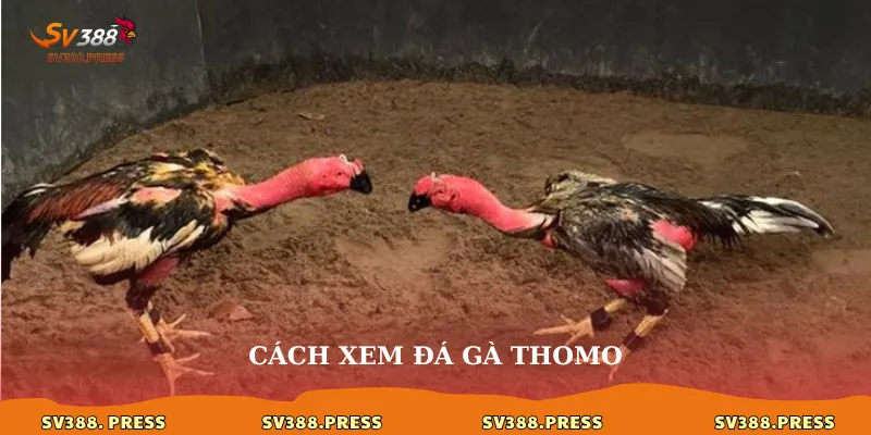 Đá Gà Thomo Hôm Qua: Cập Nhật Kết Quả & Xem Lại Trận Đấu 3 Cách xem đá gà thomo