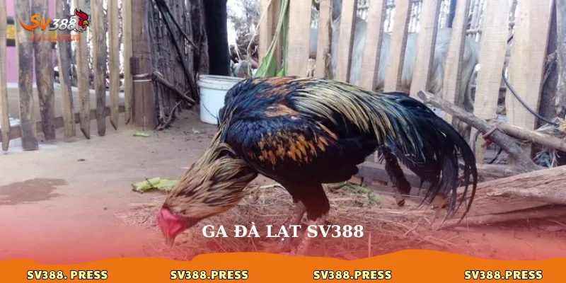 Gà Đà Lạt