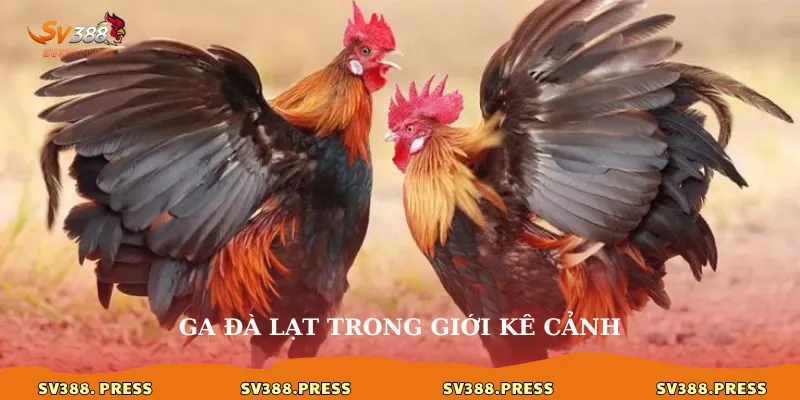 Gà Đà Lạt: Nét độc đáo trong thế giới kê cảnh và đá gà 3 Ga Đà Lạt trong giới kê cảnh