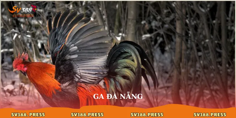 gà Đà Nẵng
