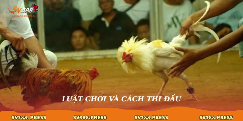 Đá Gà Cựa Dao: Luật Chơi, Kỹ Thuật & Nơi Xem Trận Cực Phê Hôm Nay 3 Luật chơi và cách thi đấu
