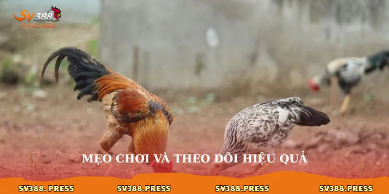 Alo789 đá gà: Trải nghiệm đỉnh cao của đam mê 4 Mẹo chơi và theo dõi hiệu quả