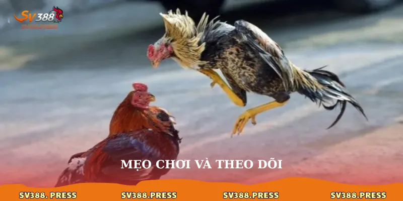 Đá Gà C3: Khám Phá Thể Loại Đá Gà Mới Mẻ và Đầy Hấp Dẫn 4 Mẹo chơi và theo dõi