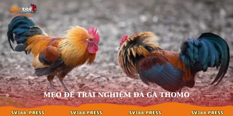 Đá gà trực tiếp thomo 24/7: Thỏa mãn đam mê không giới hạn 4 Mẹo để trải nghiệm đá gà thomo