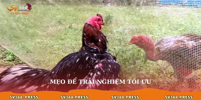 Đá Gà sv388 gold: Trải Nghiệm Cá Cược Đẳng Cấp 4 Mẹo để trải nghiệm tối ưu