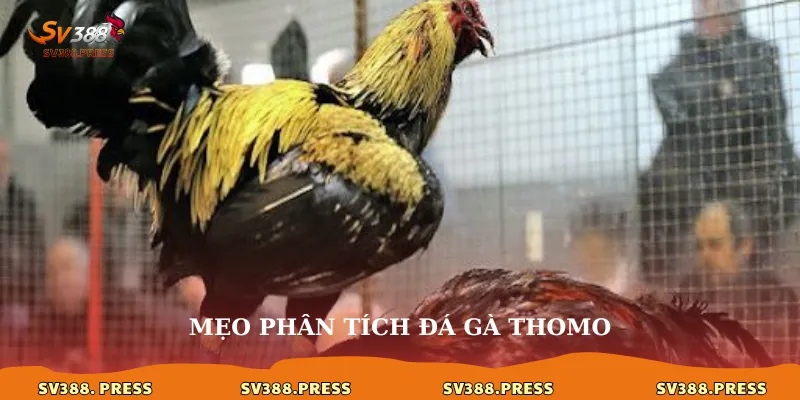 Đá Gà Thomo Hôm Qua: Cập Nhật Kết Quả & Xem Lại Trận Đấu 4 Mẹo phân tích đá gà thomo