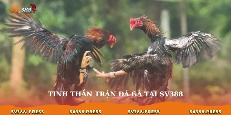 Tinh thần trận đá gà tại sv388