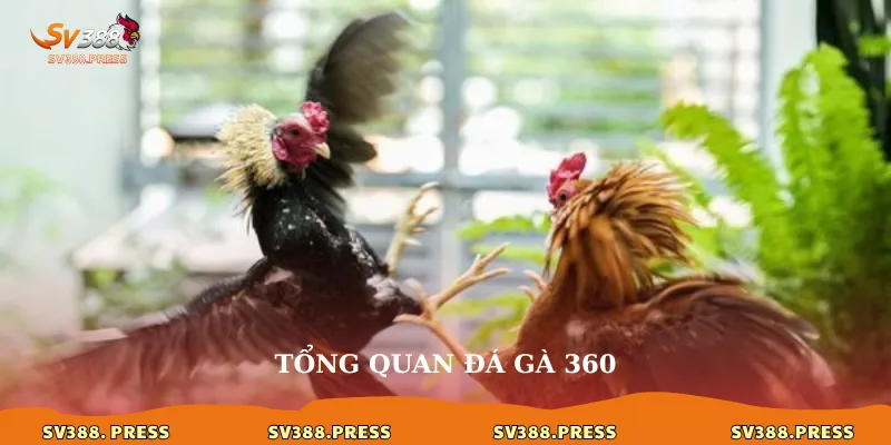 Đá gà 360: Đắm chìm vào mọi góc độ kê chiến đỉnh cao 2 Tổng quan đá gà 360