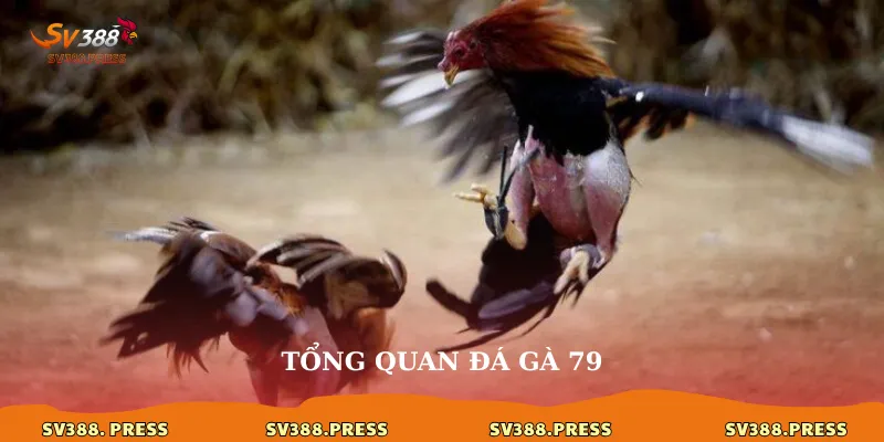 Đá gà 79: Giải mã sức hút và đấu trường đỉnh cao tại sv388 2 Tổng quan đá gà 79