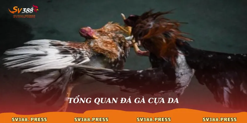 Đá Gà Cựa Dao: Luật Chơi, Kỹ Thuật & Nơi Xem Trận Cực Phê Hôm Nay 2 Tổng quan đá gà cựa dao