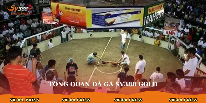 Đá Gà sv388 gold: Trải Nghiệm Cá Cược Đẳng Cấp 2 Tổng quan đá gà sv388 gold