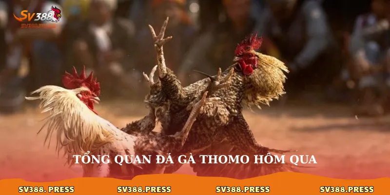 Đá Gà Thomo Hôm Qua: Cập Nhật Kết Quả & Xem Lại Trận Đấu 2 Tổng quan đá gà thomo hôm qua
