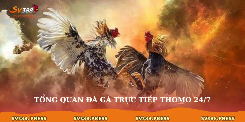 Đá gà trực tiếp thomo 24/7: Thỏa mãn đam mê không giới hạn 2 Tổng quan đá gà trực tiếp thomo 24/7