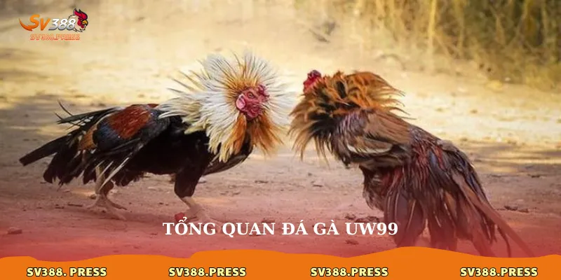 Đá gà uw99: Đấu trường kê chiến đỉnh cao, trải nghiệm xứng tầm 2 Tổng quan đá gà uw99