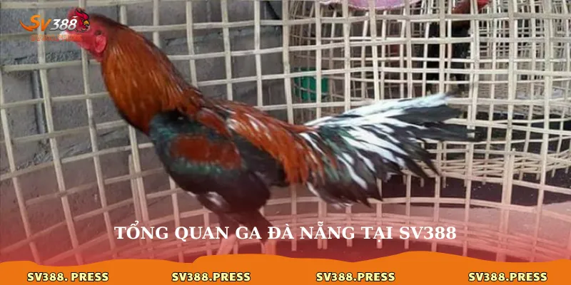 Gà Đà Nẵng sv388: Kết nối niềm đam mê đá gà 2 Tổng quan ga Đà Nẵng tại sv388