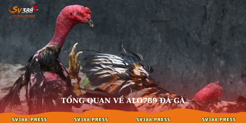 Đá Gà C3: Khám Phá Thể Loại Đá Gà Mới Mẻ và Đầy Hấp Dẫn 2 Tổng quan đá gà c3