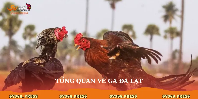Gà Đà Lạt: Nét độc đáo trong thế giới kê cảnh và đá gà 2 Tổng quan về gà Đà Lạt