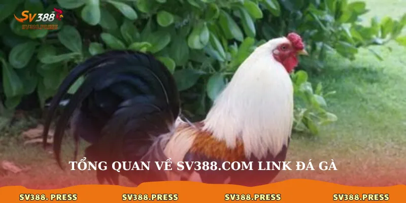 SV388.com Link Đá Gà – Cánh Cổng Thế Giới Gà Chiến Kịch Tính 2 Tổng quan về sv388.com link đá gà