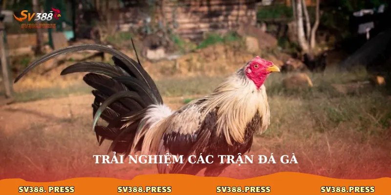 SV388.com Link Đá Gà – Cánh Cổng Thế Giới Gà Chiến Kịch Tính 3 Trải nghiệm các trận đá gà