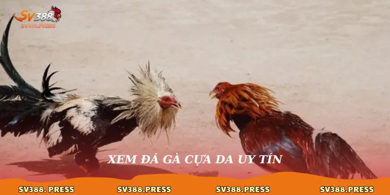 Đá Gà Cựa Dao: Luật Chơi, Kỹ Thuật & Nơi Xem Trận Cực Phê Hôm Nay 4 Xem đá gà cựa dao uy tín